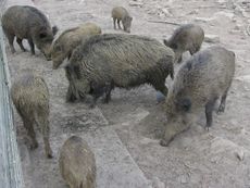 Wildschweine.JPG